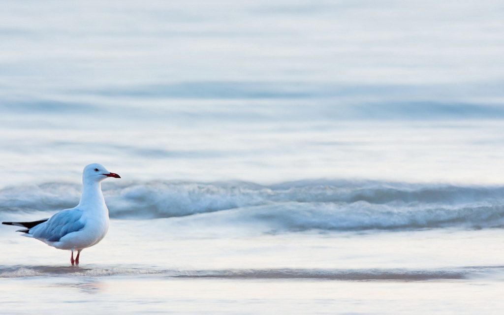 seagull-bird-waves-ocean-hd-wallpaper-1680x1050-1